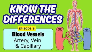 Circulatory System, Artery, Vein and Capillary