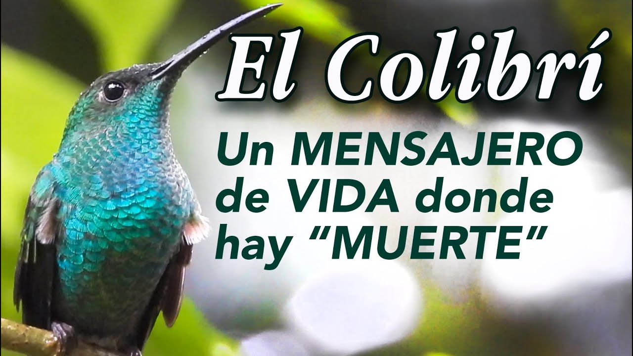El Colibrí mensajero de vida donde hay "muerte"