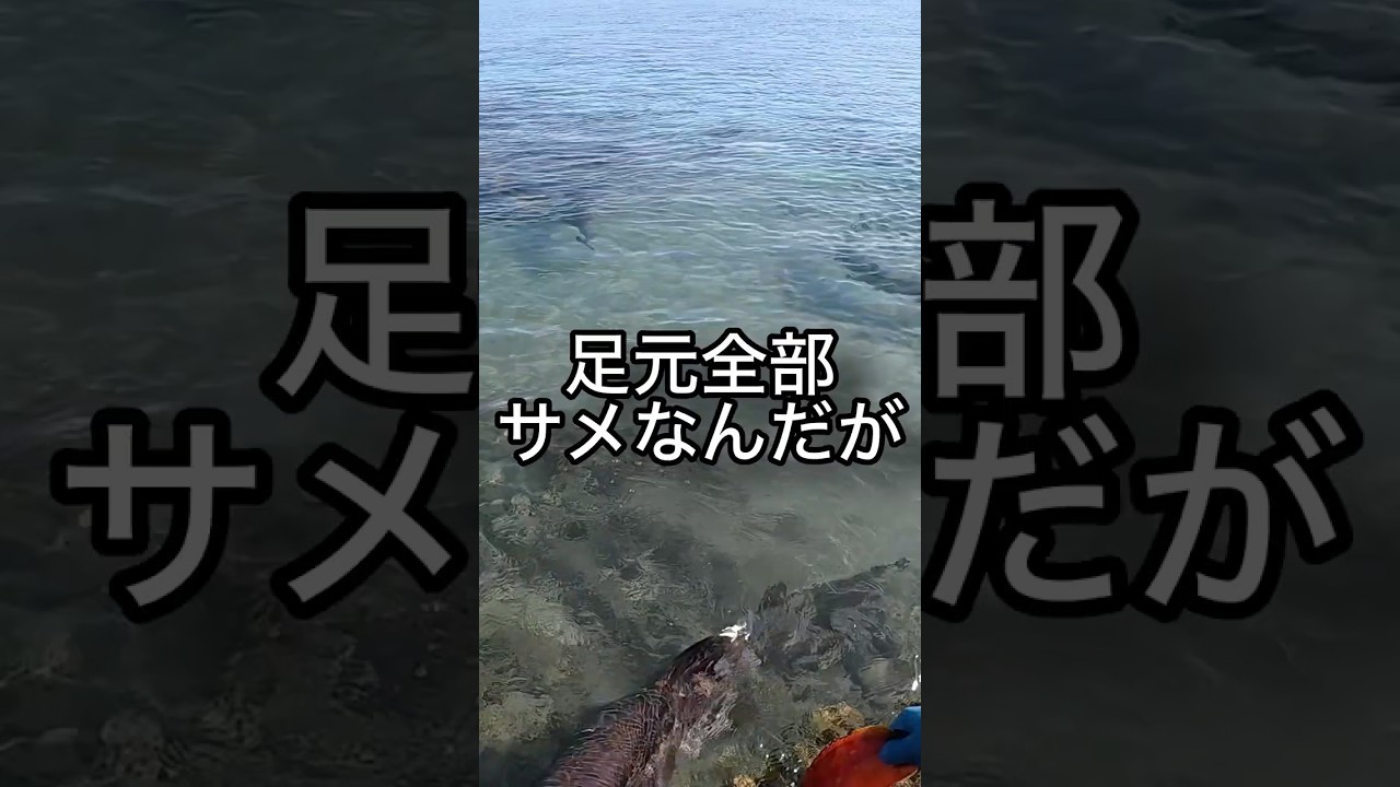 海水浴場に普通にサメいるんだが…