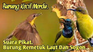 Download lagu SUARA PIKAT,‼️ BURUNG REMETUK LAUT DAN SOGON, PALING AMPUH.. mp3 Download lagu SUARA PIKAT,‼️ BURUNG REMETUK LAUT DAN SOGON, PALING AMPUH.. mp3