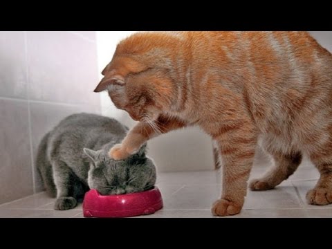 Vidéo de chat à mourir de rire compilation 2016