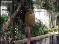 Farangdingdong Oi Yellow