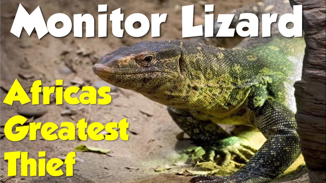 BBC Wildlife - Monitor Lizard - Africas Greatest Thief
