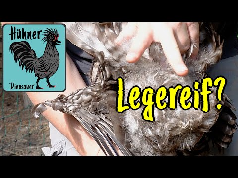 Wann fangen 🐔 Hühner an 🥚 Eier zu legen?