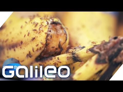 How to get rid of fruit flies | Galileo | ProSieben