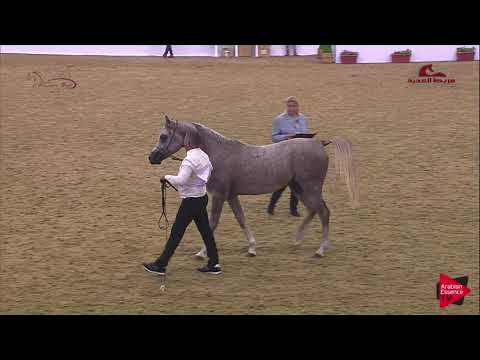 N 183 WAZAAN AL SHAQAB   2019 Al Shaqab Arabian Horse Show Festival   Colts 2 Years Old Class 1B