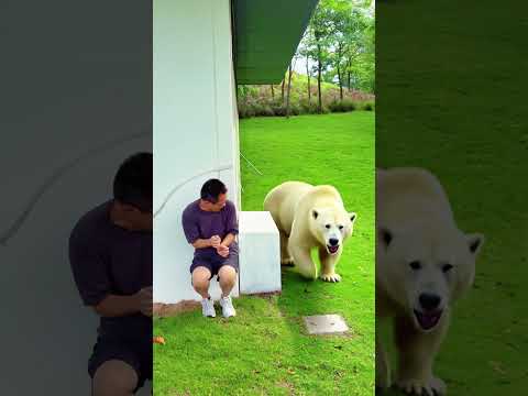 how many animals behind the wall!!!