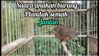 Download lagu suara anakan burung planduk semak jantan mp3