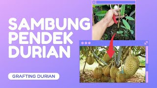 Download lagu Cara Jitu Membuat bibit Durian Pendek cepat berbuah mp3 Download lagu Cara Jitu Membuat bibit Durian Pendek cepat berbuah mp3