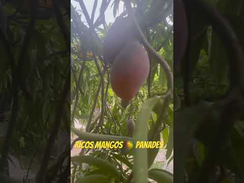 Ricos mangos 🥭 zacatecoluca La Paz El Salvador