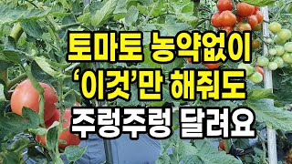 농약없이 토마토 이것만 해줘도 몰라보게 주렁주렁 달려요