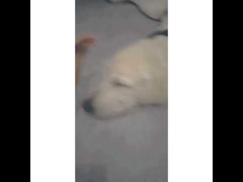 ආලේ මල් 🐣💞