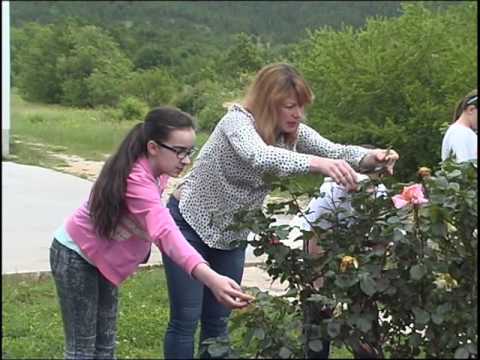 Cista Velika  - Osnovma škola