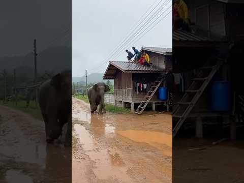 ช้างตกมัน‼️วิ่งหูตั้งพุ่งชนกำแพง ชาวบ้านหลบบนหลังคา #elephant #viral #animals #shortvideo