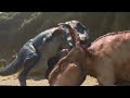 WWD Movie Patchi Vs Gorgon My Edition Extended Cut