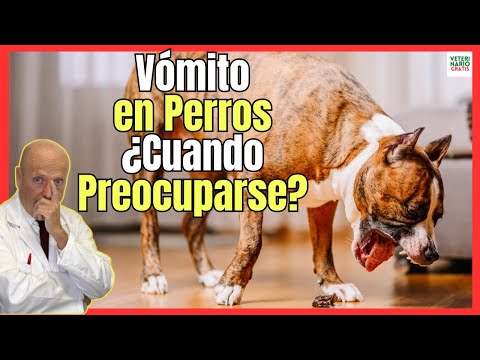 🔴 VÓMITOS EN PERROS ¿CUANDO PREOCUPARSE? 🔴