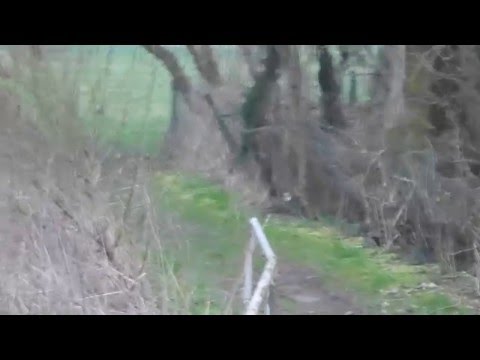 Hermelin (Mustela erminea) noch im Winterkleid... :: 28.02.2016