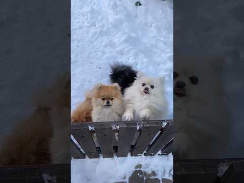 Cats quite shorts videos fahim