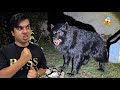 Zoo Mein Ya Kesa Janwar Agea
