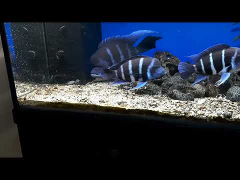 Frontosa Blue Zaire Moba Kąpino