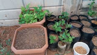 ÇINAR TOHUMU ÇİMLENDİRME