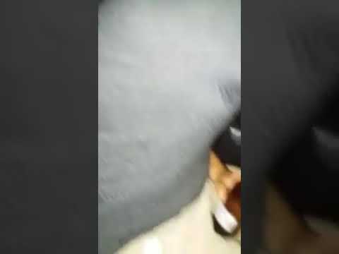 Tamanduá en la ciudad de Artigas, Uruguay