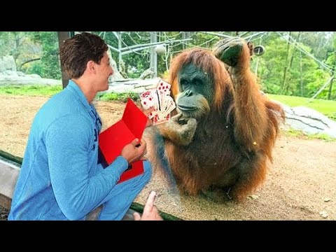 Le singe ne peut détacher ses yeux du tour de magie | drôle de réaction de l'animal
