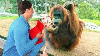 Le singe ne peut détacher ses yeux du tour de magie | drôle de réaction de l'animal