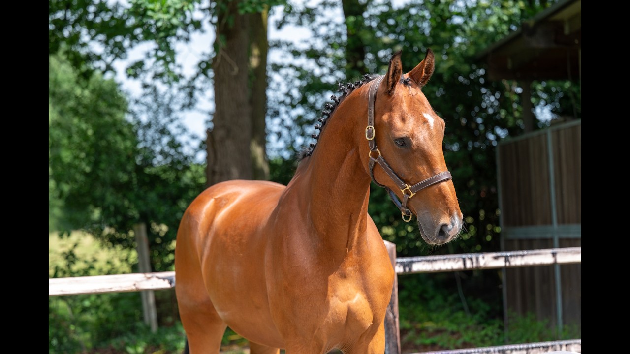 Opium vd Kriekenberg (ELDORADO VD ZESHOEK x WASHINGTON DC) video 1