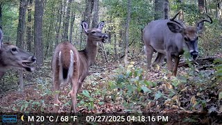 They’ll Eat ANYTHING: Trail Cam HIGHLIGHTS 2.19.26