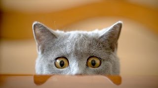 Funny cats Funny Cat Videos Funny Animals Try Not To Laugh funny humor

Check out this awesome