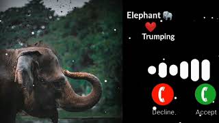 Download lagu Suara gajah mengembik #nada dering ❤️❤️ mp3