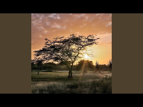 Guayabo Tronco y Licor