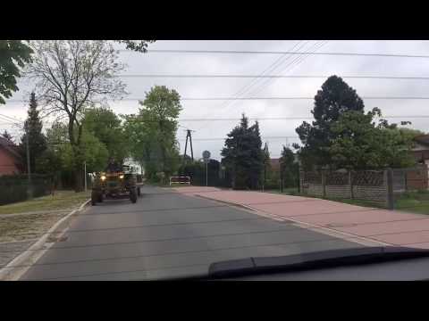 Sarna albinos w Pamiątkowie