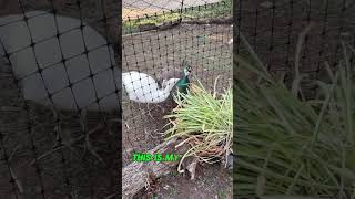 They Ate My Spider Plant. It Actually Looks Better Now.