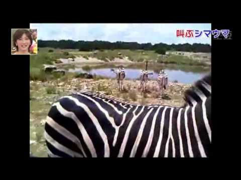 Crazy Zebra Yells At Tourist