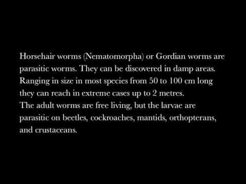 Gordian worm