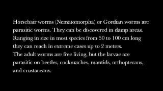 Gordian worm