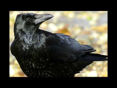 khawab main crow kawwa daikhna. pakadna. ziada kawwey daikhna or marna ki tabeer