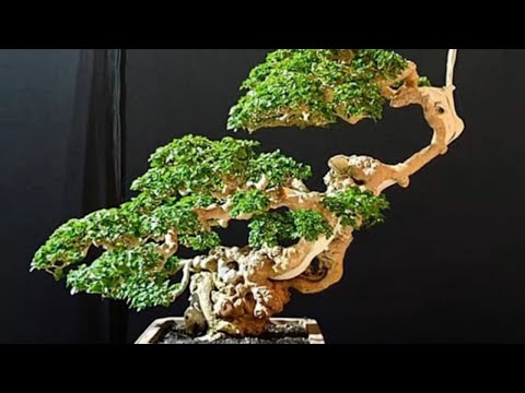 BONSAI BEAUTIFUL WORLDWIDE part 73