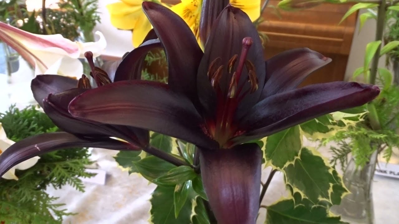Lilium var. Landini