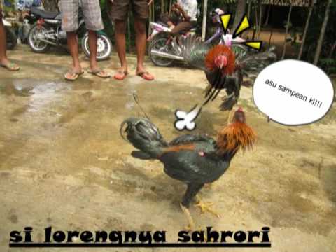 oreo karanggondang 5 CMPL