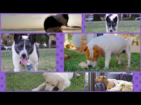 Beautiful dog's.. Cutee❤️❤️//deffarent types of dogs //dogs playing