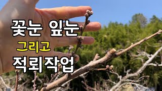 복숭아 꽃눈 잎눈 구분법과 적뢰하는 방법