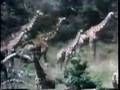 Classic Sesame Street Kermit Introduces A Film Of Giraffes
