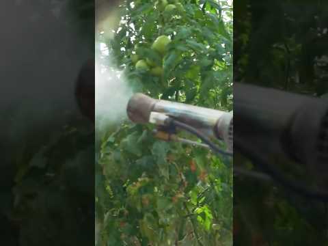 Fumiqasiya - bitki və bitkiçilik məhsullarının zərərvericilərdən təmizlənməsi