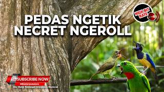 Download lagu 🔴 Live Roll Tembak Speed Cucak Cungkok Gacor vs Srindit Cililin Gacor vs Kolibri Manggar Gacor mp3