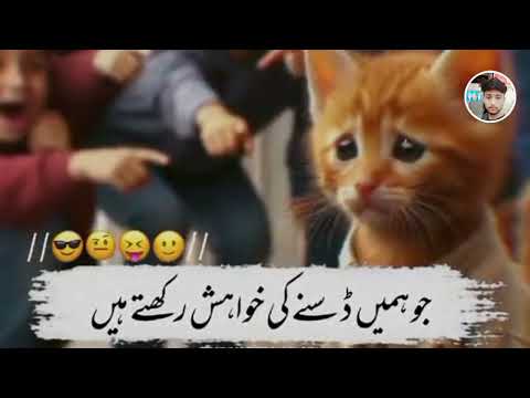 😂😂 CAT FANNY YOUTUB VIDEO😂😂@muneebjan72011