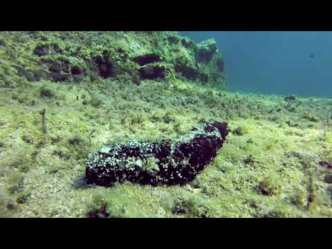 Holothuria forskali