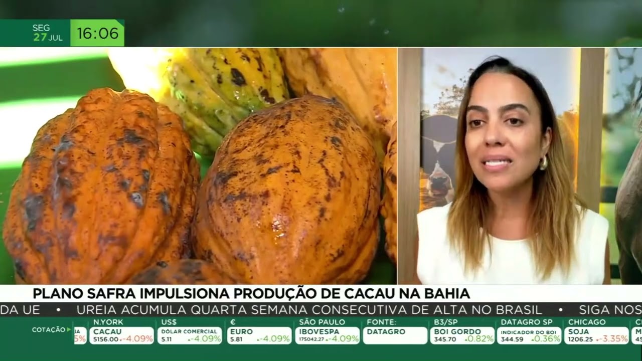Plano Safra impulsiona produção de cacau na Bahia